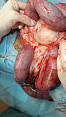 Pyometra 