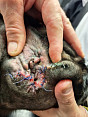 Dermatologie, Otologie, Alergologie