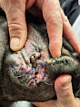 Dermatologie, Otologie, Alergologie